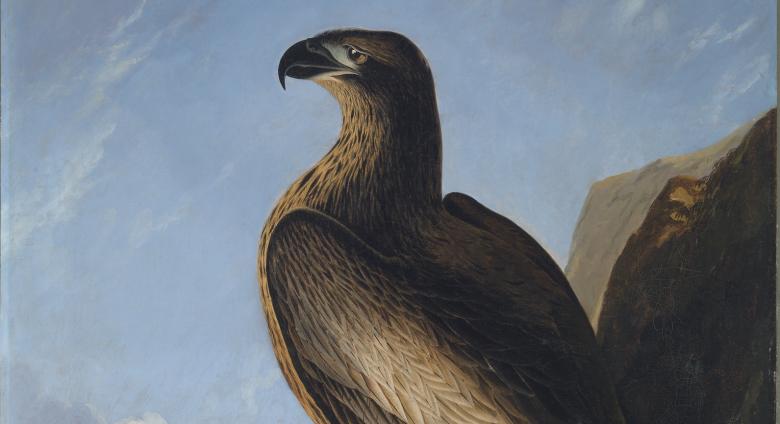 John James Audubon, detail of Washington Eagle. Smithsonian American Art Museum. Courtesy of Smithsonian American Art Museum. Gift of Dr. S. Dillon Ripley II and Mary Livingston Ripley.