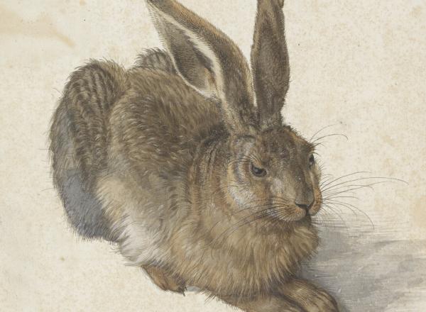 Albrecht Dürer, Hare, 1502. Albertina Museum Wien.